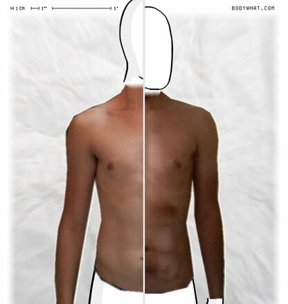 Torso Comparison