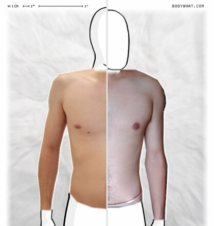 Torso Comparison