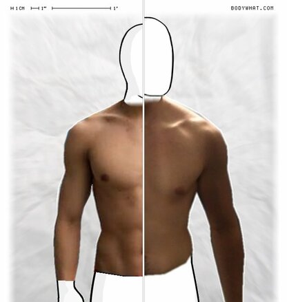 Torso Comparison