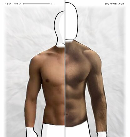 Torso Comparison