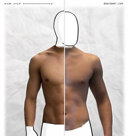 Torso Comparison