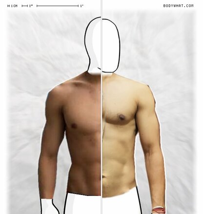 Torso Comparison