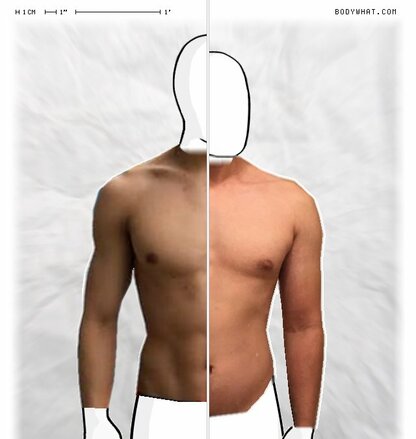 Torso Comparison