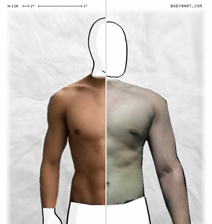 Torso Comparison