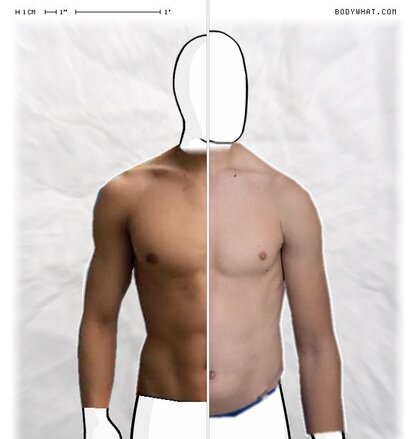 Torso Comparison