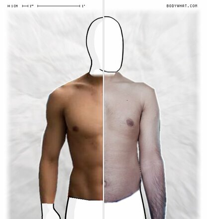 Torso Comparison