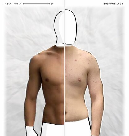 Torso Comparison