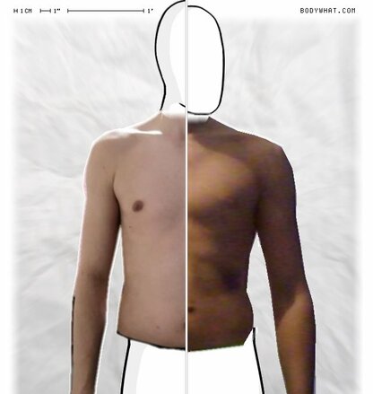 Torso Comparison