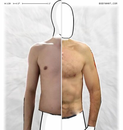 Torso Comparison