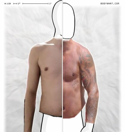Torso Comparison