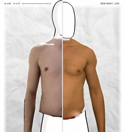 Torso Comparison