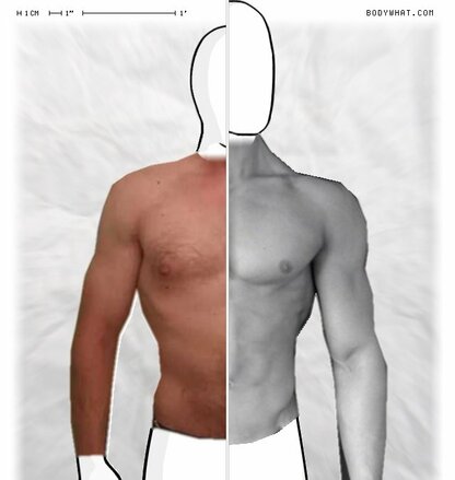 Torso Comparison