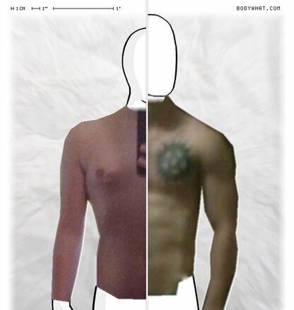 Torso Comparison