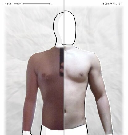 Torso Comparison