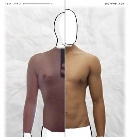 Torso Comparison