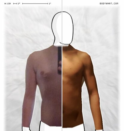 Torso Comparison