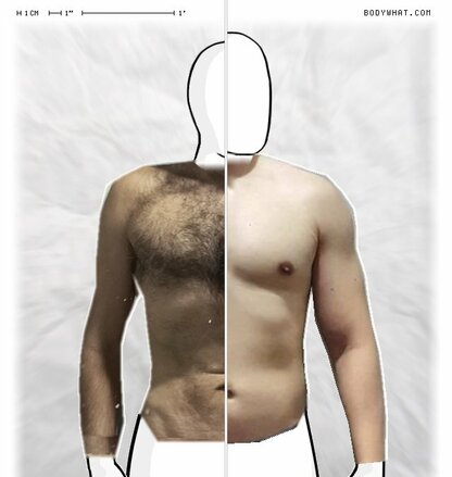 Torso Comparison