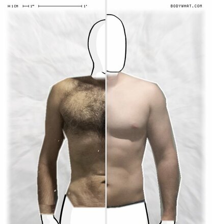 Torso Comparison