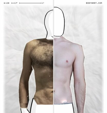 Torso Comparison