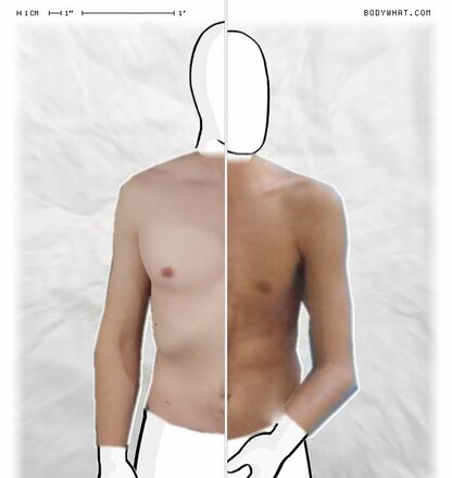 Torso Comparison