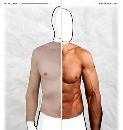 Torso Comparison