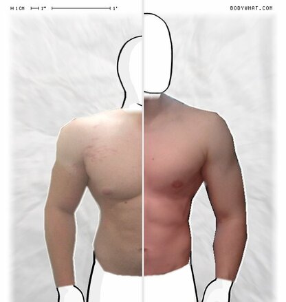 Torso Comparison