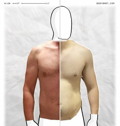 Torso Comparison