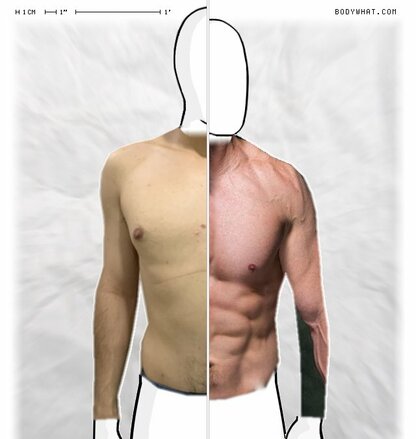 Torso Comparison