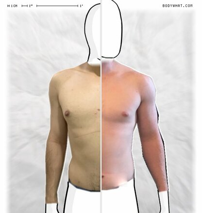 Torso Comparison