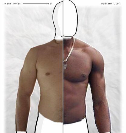 Torso Comparison