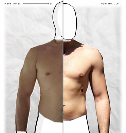 Torso Comparison