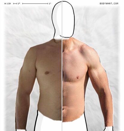 Torso Comparison