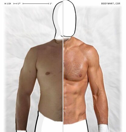 Torso Comparison