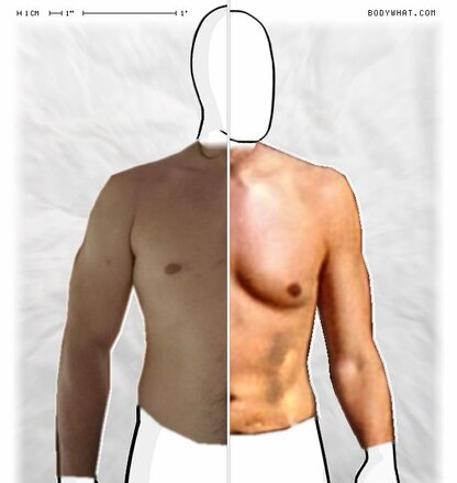 Torso Comparison