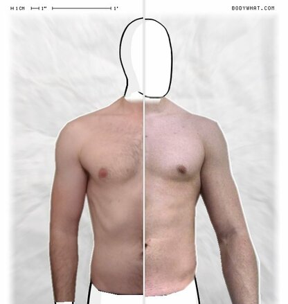 Torso Comparison