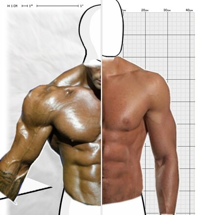 Torso Comparison