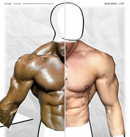 Torso Comparison