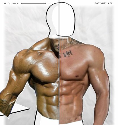 Torso Comparison