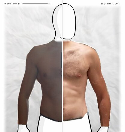 Torso Comparison