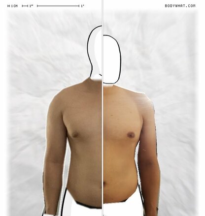 Torso Comparison