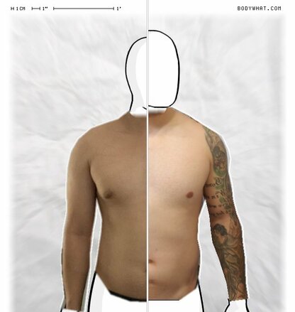 Torso Comparison