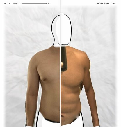 Torso Comparison