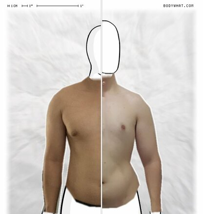 Torso Comparison