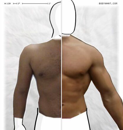 Torso Comparison