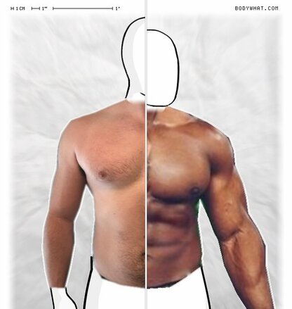 Torso Comparison