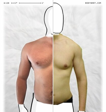 Torso Comparison