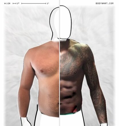 Torso Comparison