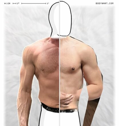 Torso Comparison