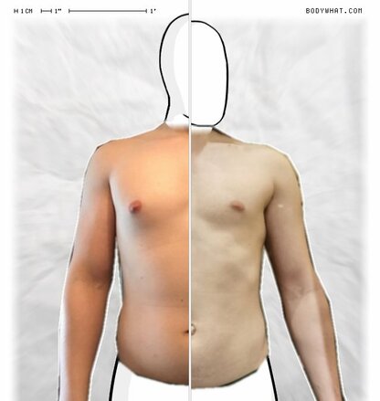 Torso Comparison