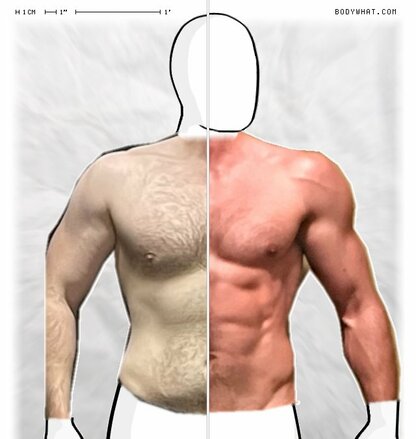 Torso Comparison